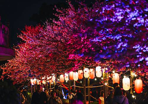¼ϲʿ - 2024 New Taipei City Cherry Blossom Festival